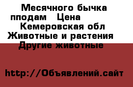 Месячного бычка пподам › Цена ­ 10 000 - Кемеровская обл. Животные и растения » Другие животные   